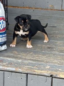 ABKC American Bully Puppies