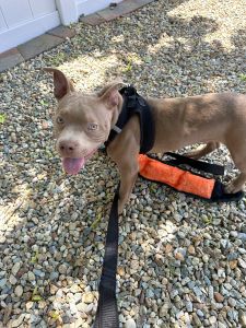 American bully ( pocket ) for sale