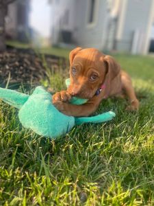 Red nose American bully