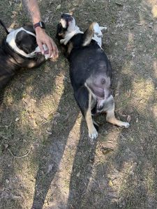 Beautiful male bully