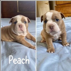 Pocket American Bully Puppies