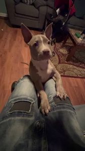 american pocket bully