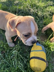 American bullys available