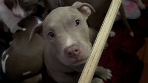 Razor XxL Bully/Staffy Puppies!