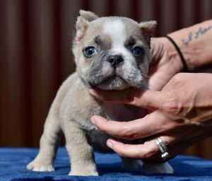 American bully puppies