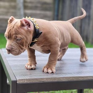 American bully puppies