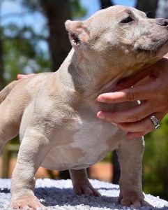 American bully