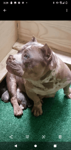 Merle Bully Pocket pups