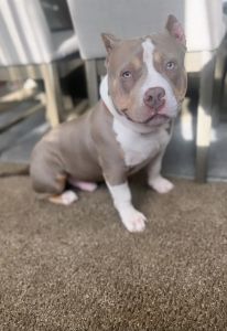 Lilac Tri American Bully
