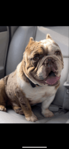 Micro Adult Merle Male