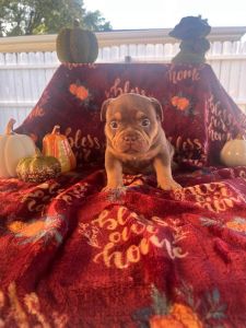 American bullys for sale