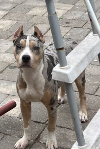 Tri Color Platnum Merle