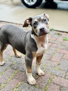 XL American Bully XL Male