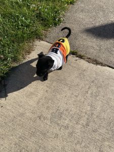 Lovely 4 weeks old girl