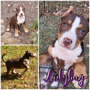 American Bully Pups