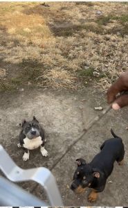 Looking for loving and caring home