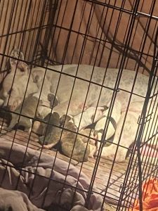 Beautiful bully puppies