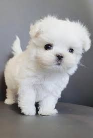 Order maltese puppy