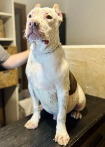 XL American Bullie Lilac Tri Male