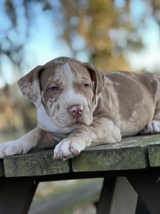 XL American Bully pups