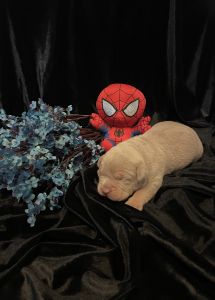 XL AMERICAN BULLY MALE LILAC