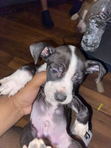 Pit/Bully Puppies 9 weeks