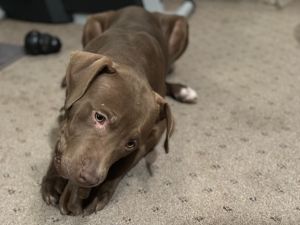 Beautiful chocolate pups