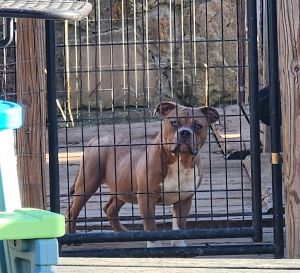 Pocket American bully pups