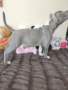 Xl American Bully. Amazing Pedigree