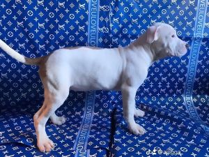 American bully for sale
