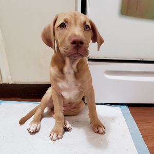 SOLD! Champagne blonde puppy with hazel eyes