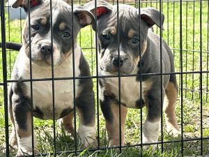 American Bullies