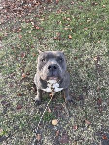 American bully xl