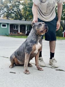 XL American Bully Tri Merle