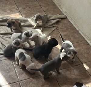 Selling bully puppies