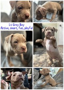 Puppies- pitbull American bully xl
