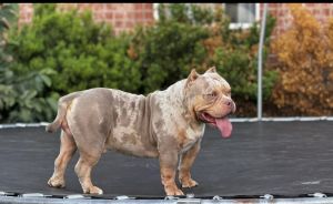 American bully