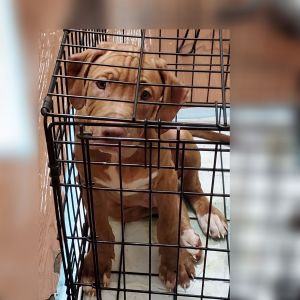 Biggest of litter Male puppy with hazel eyes, Lakeland FL