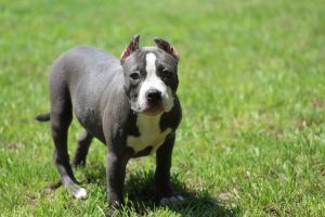 American Bully pups