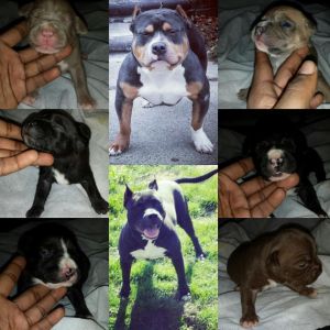 american bully puppies