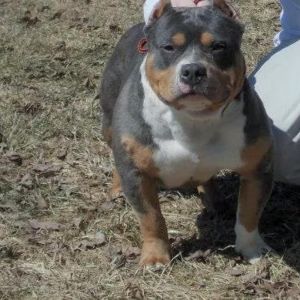 ukc papered American bully pups