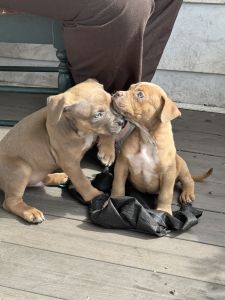 Home Sweet Home puppies