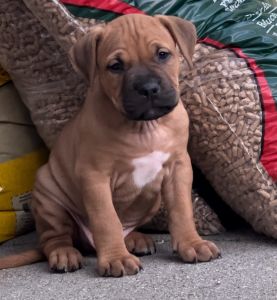 Bully pups for sale