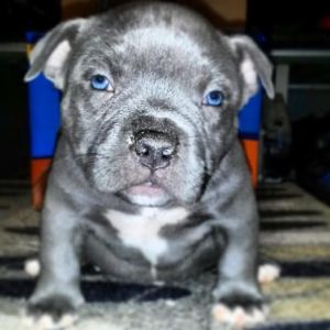 Bully for sale looking for a new home