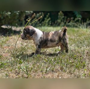 American Bully Puppies