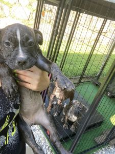 Standard American bully puppy