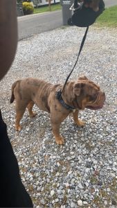 Extreme pocket bully’s