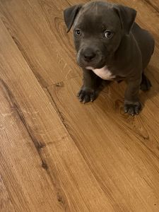 Blue Nose Bully