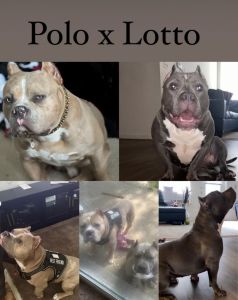 American Bully Puppies