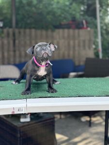 Puppy buena sangre american bully